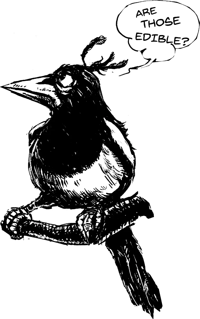 magpie looking at a pentagonal number sequence