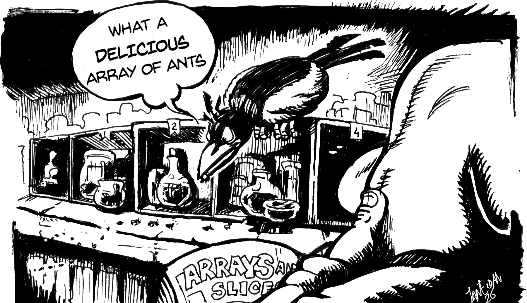 Maggie the magpie eyeing an array of ants